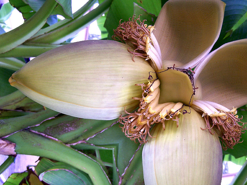 Bananenbaum in Monstropolis