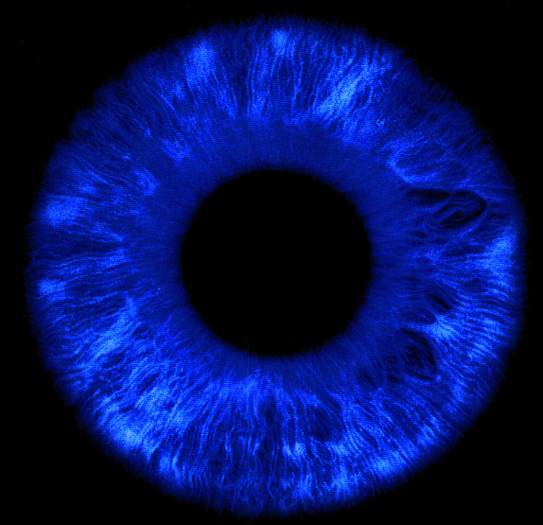 Blaue Phase: Iris